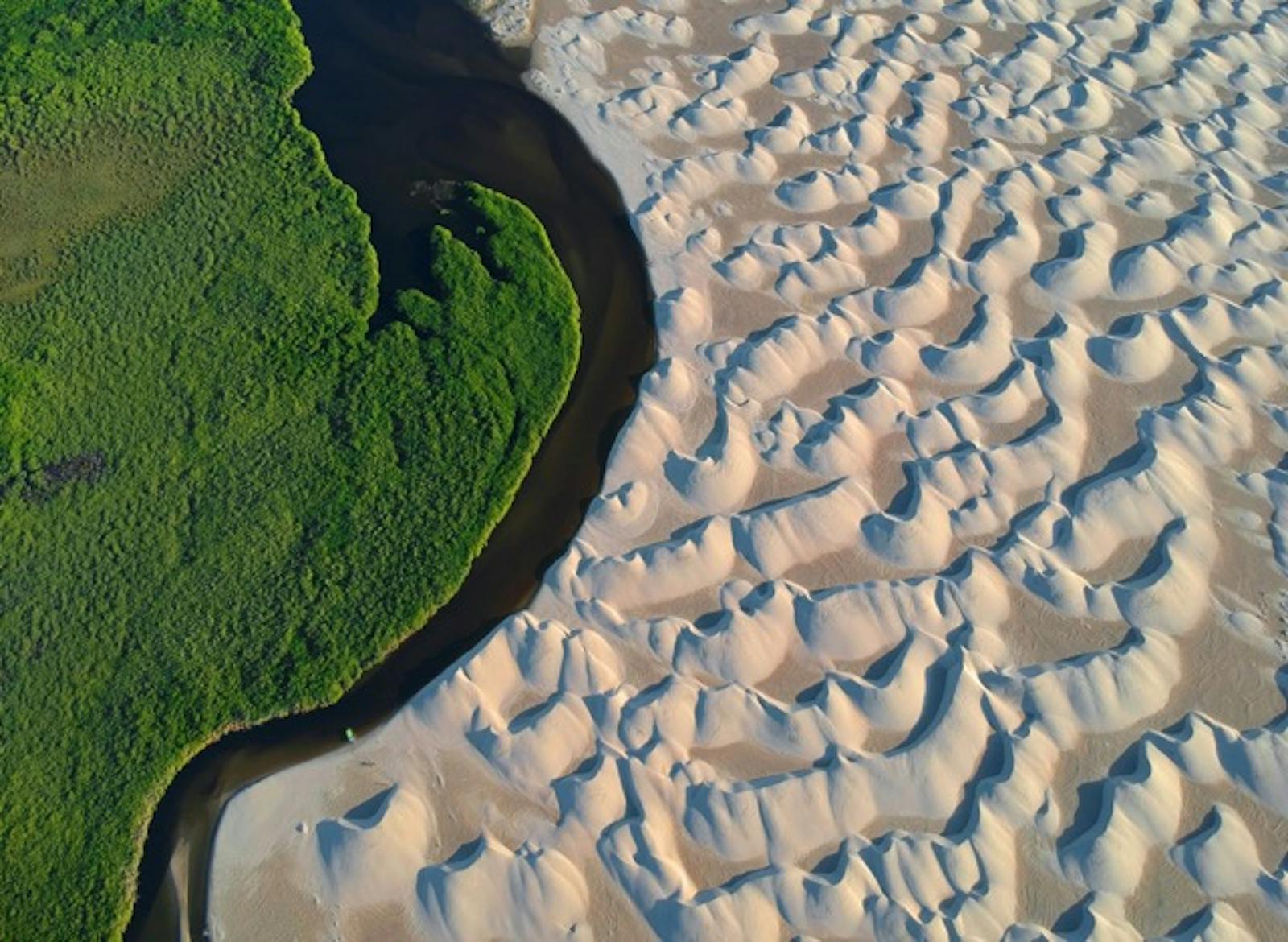 SeaTrees by Sustainable Surf One Earth